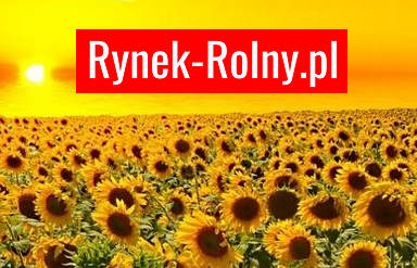 Rynek Rolny